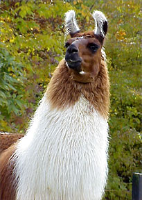 Regal and Gentle