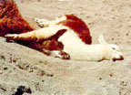 Sunning